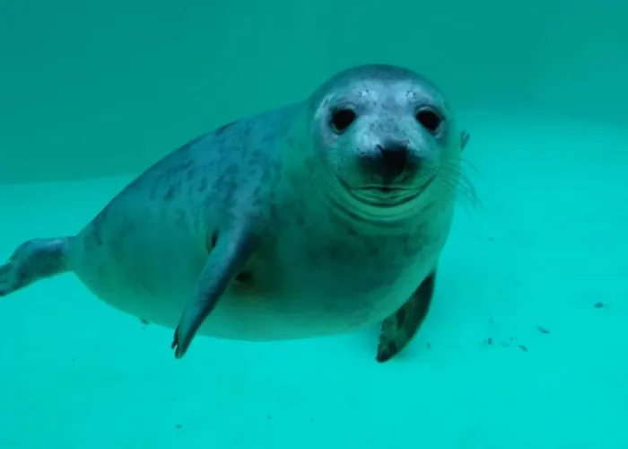 Carmen U. Rudolf Lutz 公寓 *